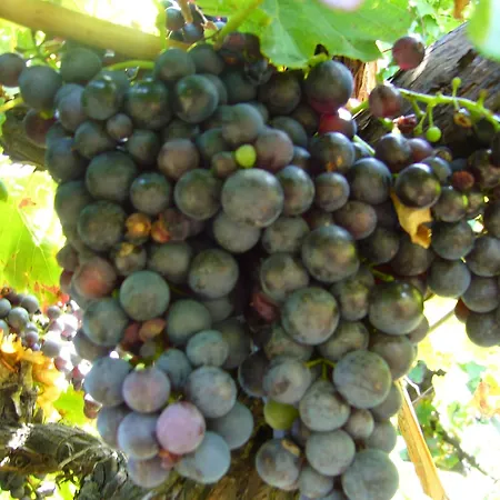 1534 * Neustadt an der Weinstraße