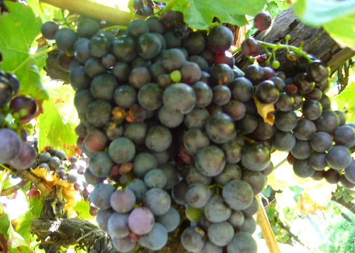 1534 * Neustadt an der Weinstraße